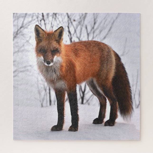 Red Fox im Winter (Vertikal)