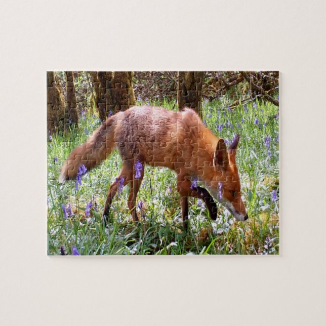 Red Fox in den Bluebells (Horizontal)