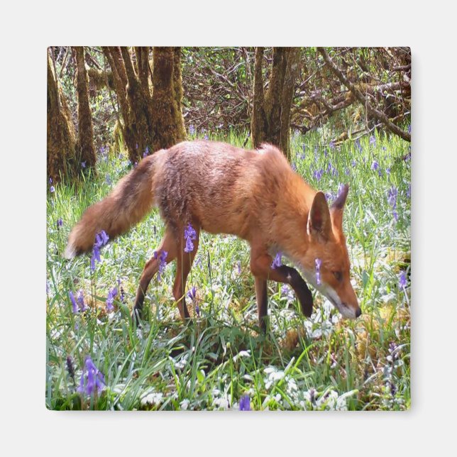 Red Fox in den Bluebells Magnet (Vorne)