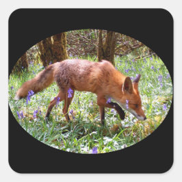 Red Fox in den Bluebells Quadratischer Aufkleber