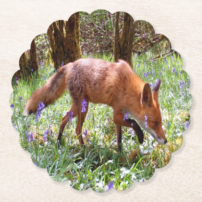Red Fox in den Bluebells Untersetzer (Vorderseite)