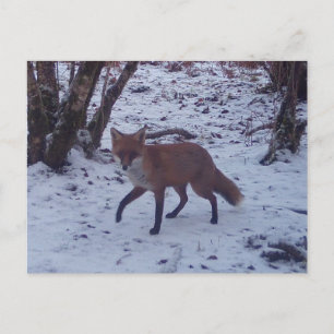 Red Fox in Snow Postkarte
