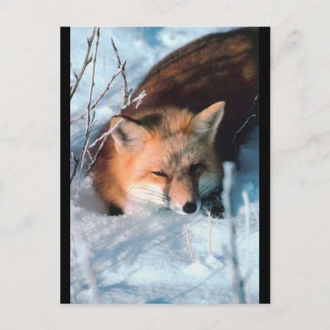 Red Fox in Snow Postkarte (Vorderseite)