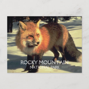 Red Fox in Snow Rocky Mountain National Park, CO Postkarte