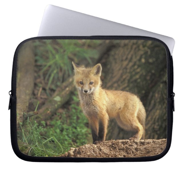 Red Fox Jungtier vor den (Vulpes vulpes) Laptopschutzhülle (Vorderseite)