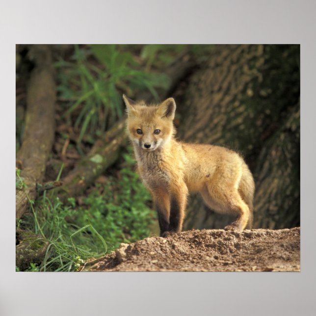 Red Fox Jungtier vor den (Vulpes vulpes) Poster (Vorne)