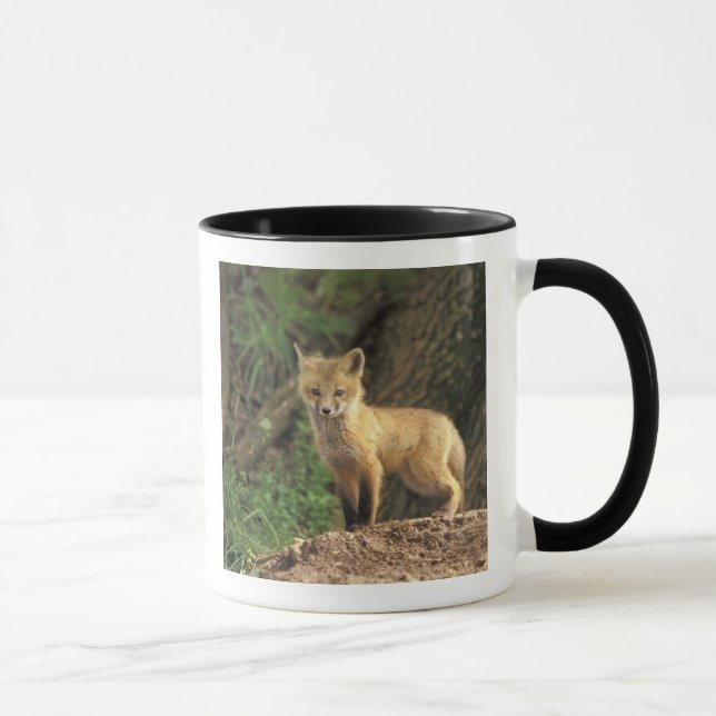 Red Fox Jungtier vor den (Vulpes vulpes) Tasse (Rechts)