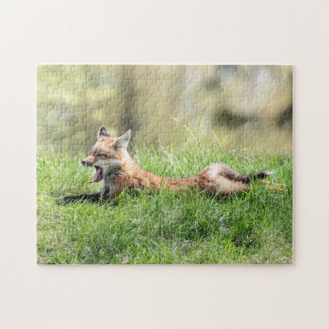 Red Fox Kit (Horizontal)
