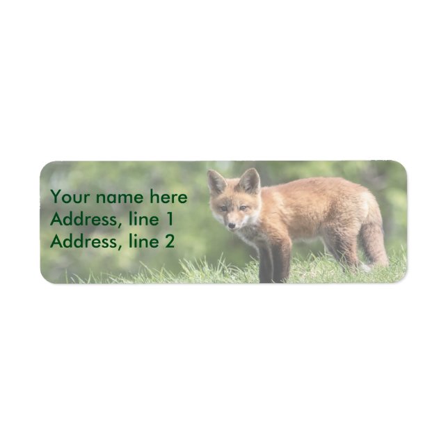 Red Fox Kit (Vorne)