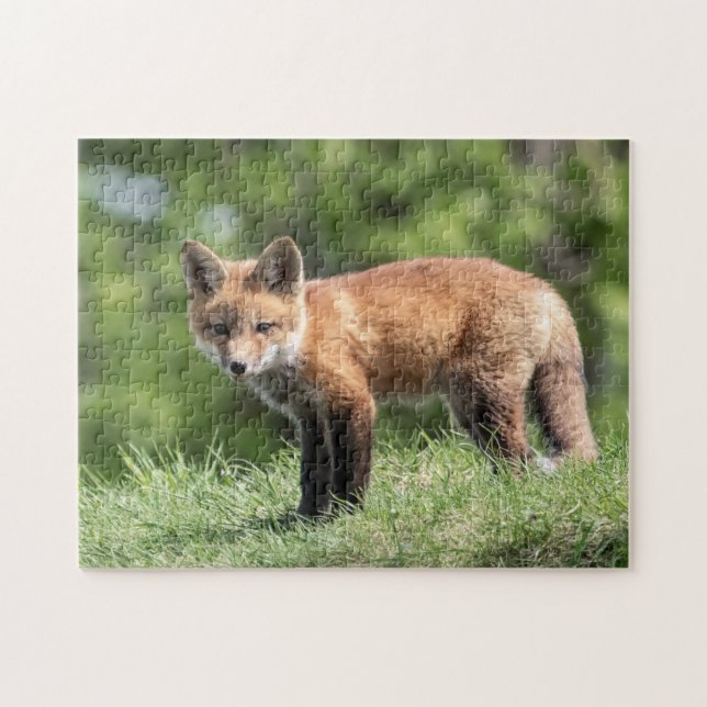 Red Fox Kit (Horizontal)