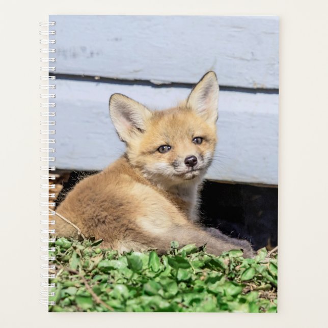 Red Fox Kit 2024 Planer (Vorderseite)