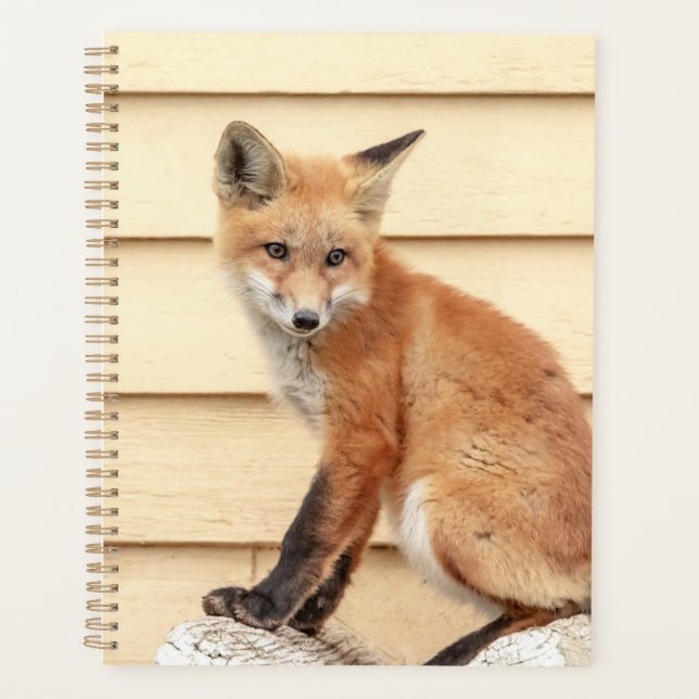Red Fox Kit 2024 Planer (Vorderseite)