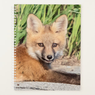 Red Fox Kit 2024 Planer