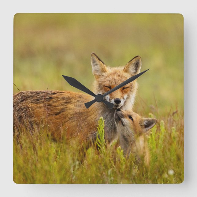 Red Fox Kit für Momma  Quadratische Wanduhr (Vorderseite)