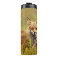 Red Fox Kit für Momma