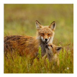 Red Fox Kit für Momma Vixen Poster
