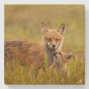 Red Fox Kit für Momma Vixen Steinuntersetzer