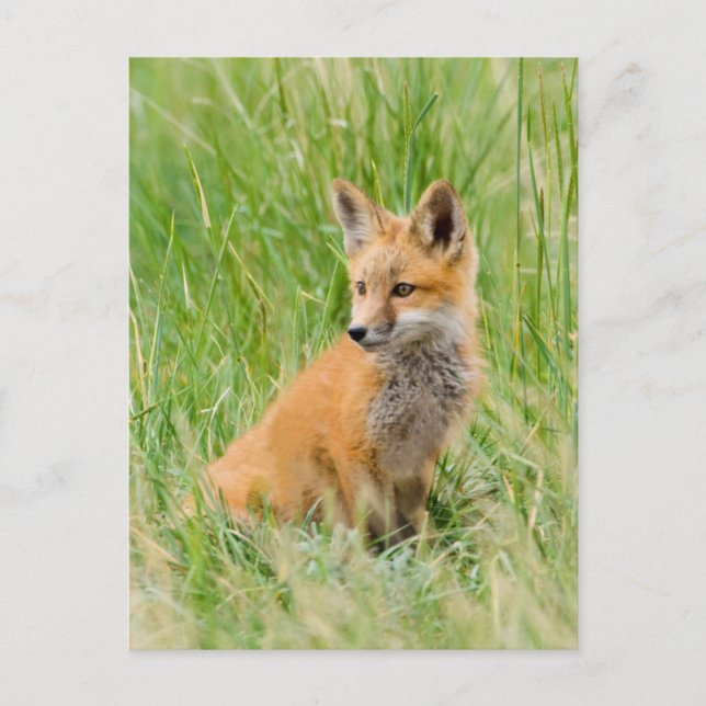 Red Fox Kit im Gras in der Nähe von Garten Postkarte (Vorderseite)