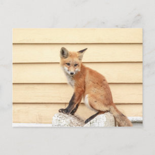 Red Fox Kit im Hudson Tal Postkarte