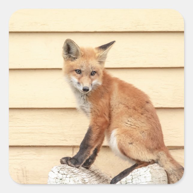 Red Fox Kit im Hudson Tal Quadratischer Aufkleber (Vorderseite)