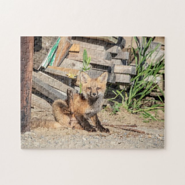 Red Fox Kit in den Adirondacks (Horizontal)