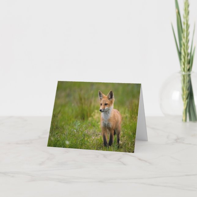Red Fox Kit in Graswiese Karte (Vorderseite)