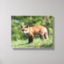 Red Fox Kit Leinwanddruck