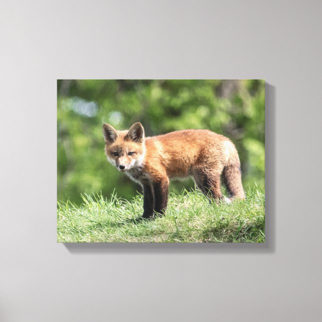 Red Fox Kit Leinwanddruck (Vorderseite)