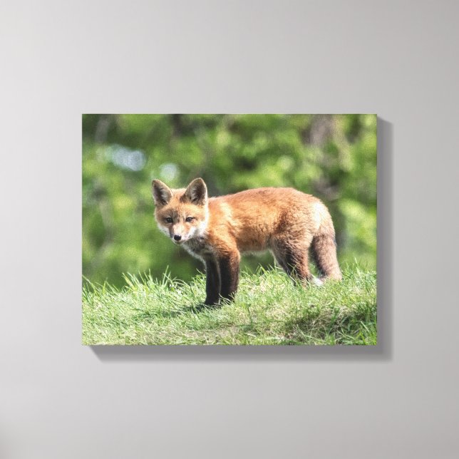 Red Fox Kit Leinwanddruck (Vorderseite)