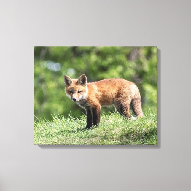 Red Fox Kit Leinwanddruck (Vorderseite)