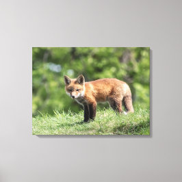 Red Fox Kit Leinwanddruck