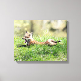 Red Fox Kit Leinwanddruck