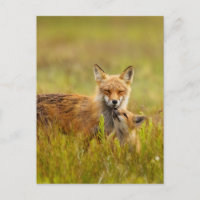 Red Fox Kit mit der Momma Post Card