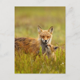 Red Fox Kit mit der Momma Post Card Postkarte