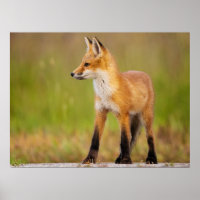 Red Fox Kit