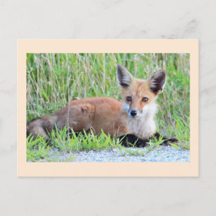 Red Fox Kit Postkarte