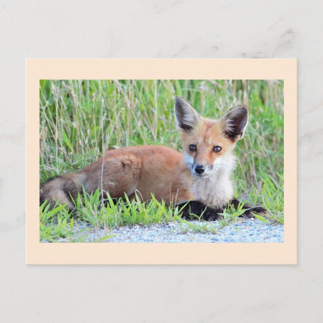 Red Fox Kit Postkarte (Vorderseite)