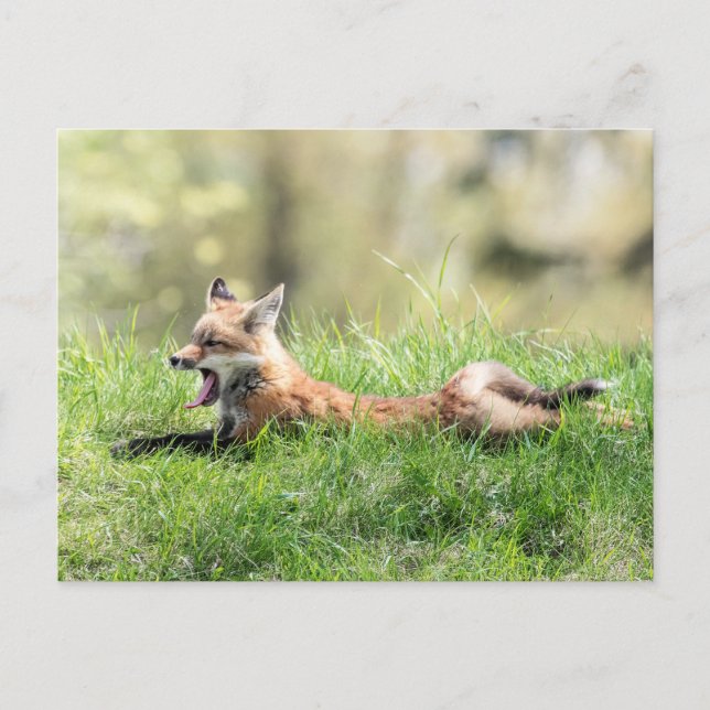 Red Fox Kit Postkarte (Vorderseite)