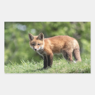 Red Fox Kit Rechteckiger Aufkleber