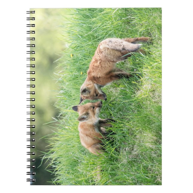 Red Fox Kits Notizblock (Vorderseite)