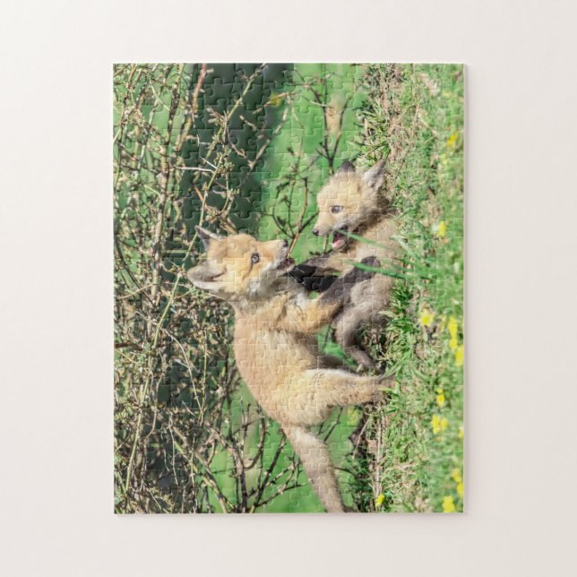 Red Fox Kits Playing (Vertikal)