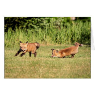 Red Fox Kits Playing