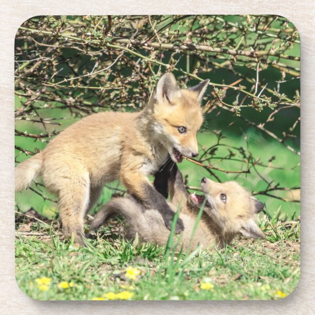 Red Fox Kits Playing Getränkeuntersetzer (Vorderseite)