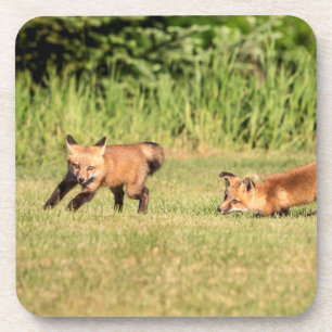 Red Fox Kits Playing Getränkeuntersetzer