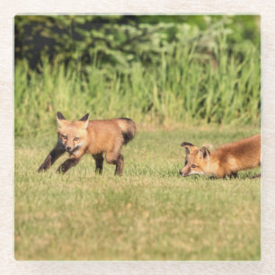 Red Fox Kits Playing Glasuntersetzer