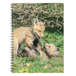 Red Fox Kits Playing Notizblock