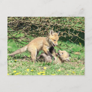 Red Fox Kits Playing Postkarte