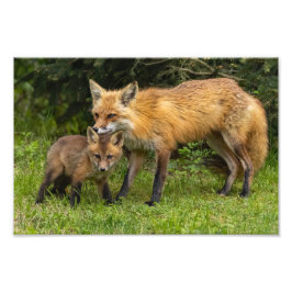 Red Fox Mama und Youngster Fotodruck