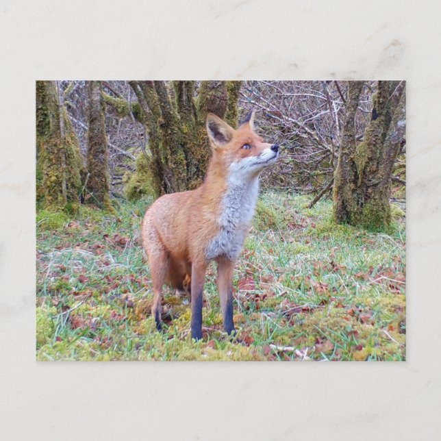Red Fox nach oben Postkarte (Vorderseite)