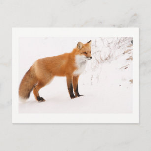 Red Fox Nature Wildlife Foto Postkarte